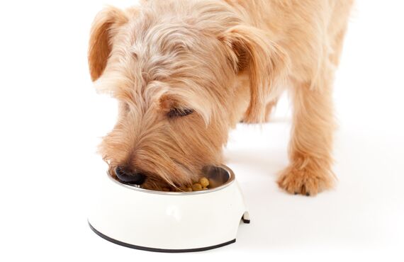 関東で知名度の高いかしわ台のペット向けサロンでは共に働く新人を募集中