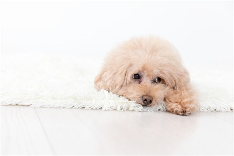 旦那さんが返ってくる前の犬_R