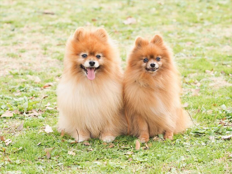 二匹のポメラニアン_R