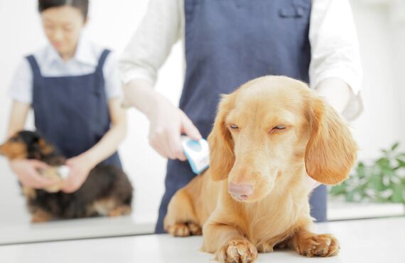 関東で人気のペット向けサロンはかしわ台駅の側でカット等を請け負います