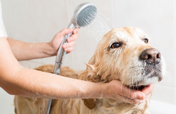 関東で好評のペットホテルはかしわ台駅から徒歩で来られる場所にあります