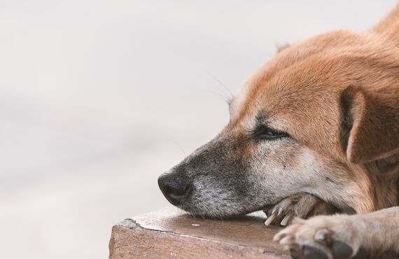関東にあるおすすめのペット向けサロンには綾瀬市からお越しの方もいます