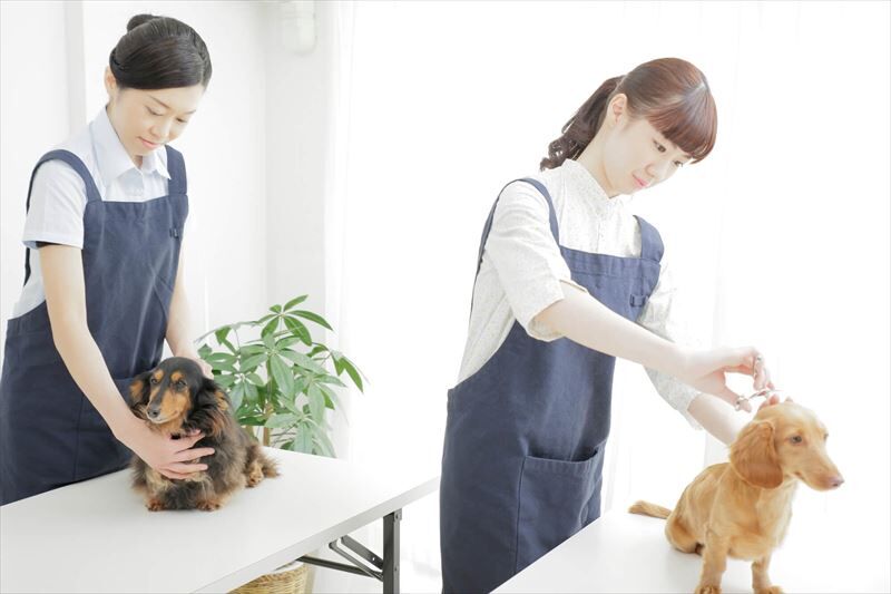犬の毛をトリマー２_R